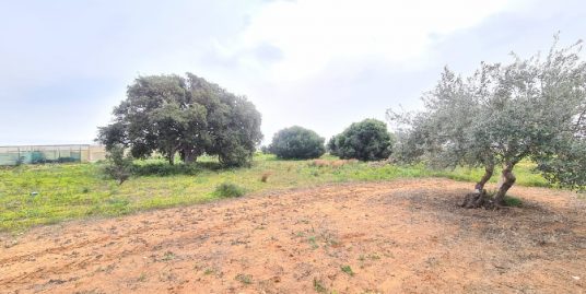 Vendesi azienda agricola in C.da Scaletta a Vittoria