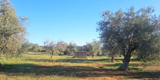 Vendesi terreno agricolo in c.da Gerbe a Vittoria