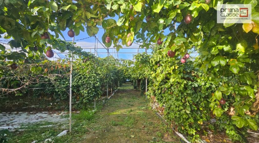 IMG-20250204-WA0017